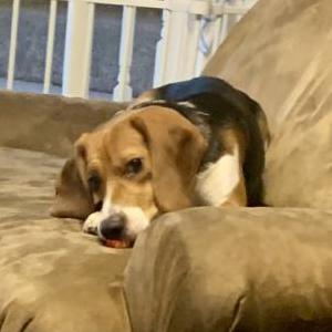 Lost Dog Rosie