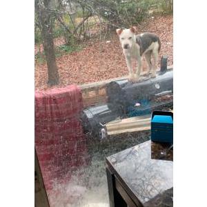 Lost Dog Tango