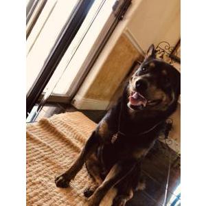 Lost Dog Osito