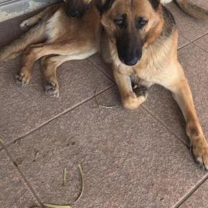 Lost Dog Max