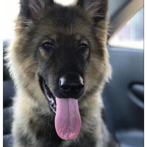 Lost Dog Bruno *got stolen*