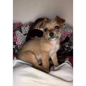 Lost Dog Little bit