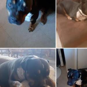 Lost Dog Madetron