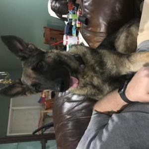 Found Dog Unknown