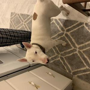 Lost Dog Cesar
