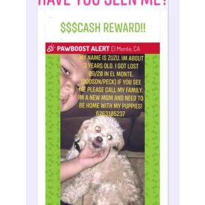 Lost Dog Zuzu