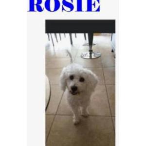 2nd Image of Rosie, Lost Dog