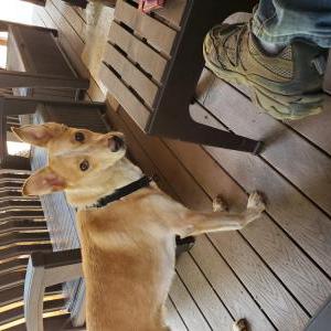 Lost Dog Max