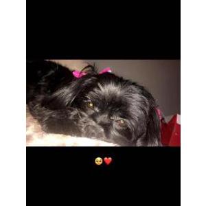Lost Dog KC