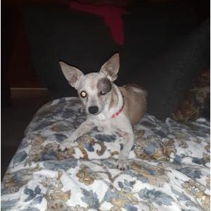 Lost Dog Abby