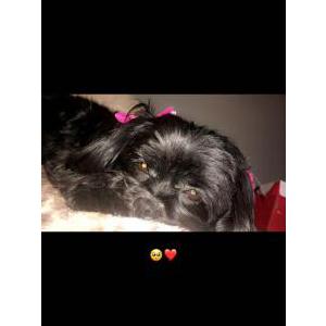 Lost Dog KC