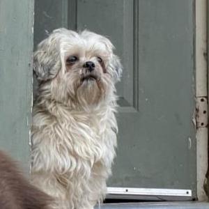 Lost Dog Lily