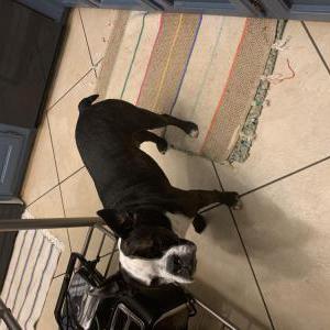 Lost Dog Romeo