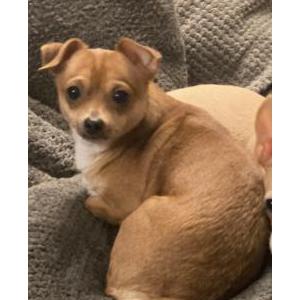 Lost Dog Rosie