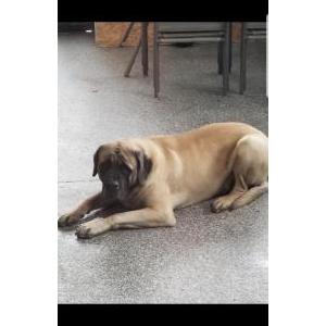 Lost Dog Leo