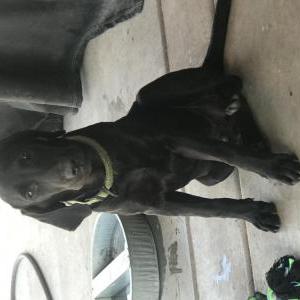 Lost Dog Kobe