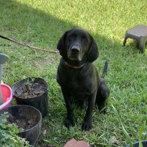 Lost Dog Blackie