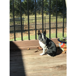 Lost Dog Libby Lou