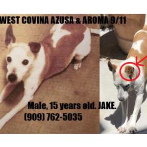 Lost Dog JAKE