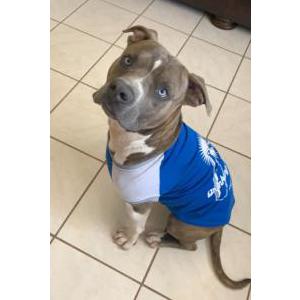 Lost Dog Blue