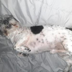 Lost Dog Chubs