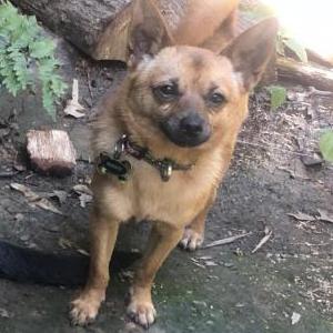 Lost Dog Dodger