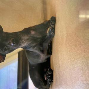 Lost Dog Pantera