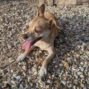Found Dog Unknown
