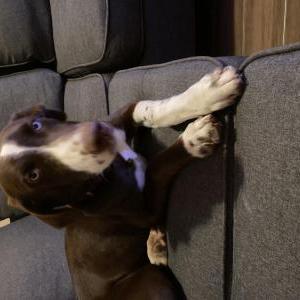 Found Dog Unknown
