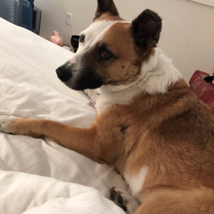 Lost Dog Scrabble