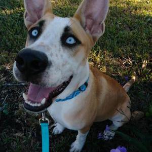 Lost Dog Aldo