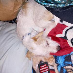 Lost Dog Scrappy