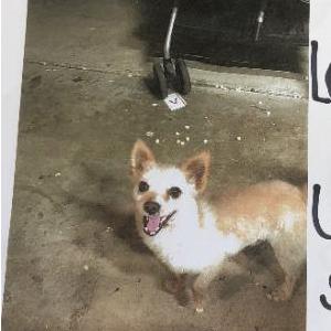 Lost Dog Andy