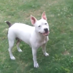 Lost Dog Dixie