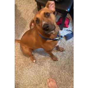 Lost Dog Murphy