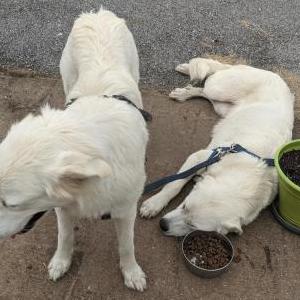 Found Dog Unknown