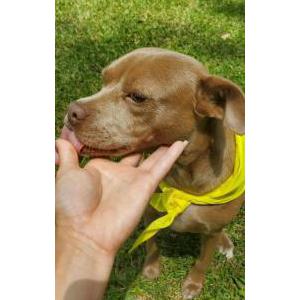 Lost Dog oliver