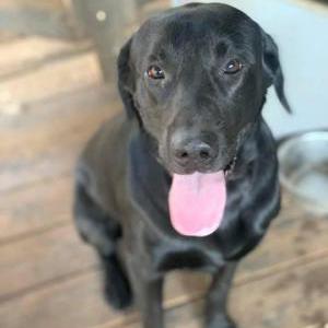 Lost Dog Chevy