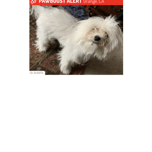 Lost Dog RJ