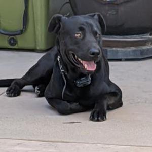 Found Dog Unknown
