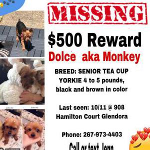 Lost Dog Dolce