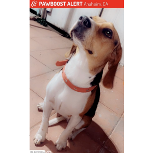 Lost Dog Sadie