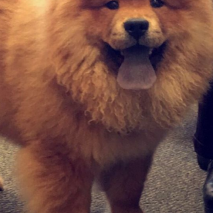 Lost Dog Juno