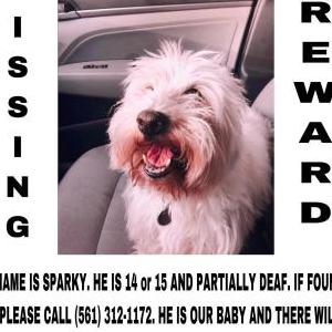 Lost Dog Sparky
