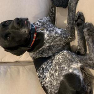 Lost Dog Dot