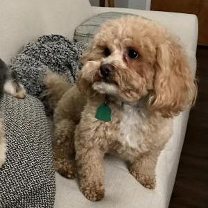 Lost Dog Buddy