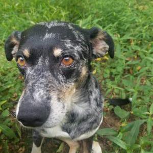 Lost Dog Blu