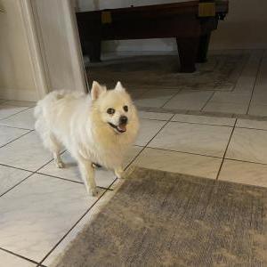 Lost Dog Tofu