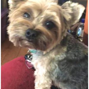 Lost Dog Genni Sue Miller