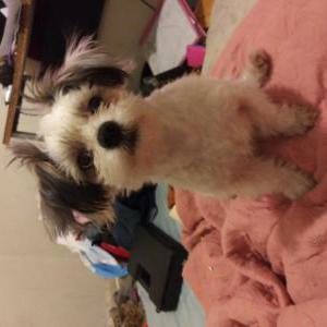 Lost Dog Roscoe